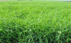 柴胡繁殖方法、方式簡(jiǎn)介