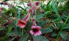 地黃的生態(tài)習(xí)性，地黃有哪些品種？