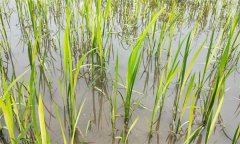 水稻生產(chǎn)中如何識(shí)別、預(yù)防與防治2，4-d藥害