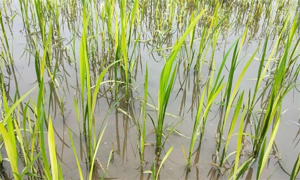 水稻2，4-d藥害的識別