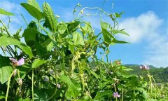 根據(jù)農(nóng)作物對(duì)溫度的要求，農(nóng)作物分為哪些類(lèi)型