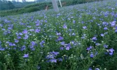 桔梗的主要產(chǎn)地在哪里？