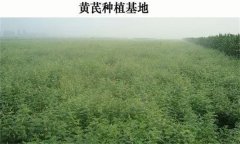 黃芪產(chǎn)地在哪里？黃芪生態(tài)習(xí)性簡(jiǎn)介