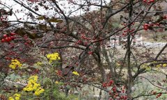 山茱萸的產(chǎn)地主要是哪里？山茱萸的生態(tài)習性