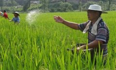 雙季優(yōu)質(zhì)稻機(jī)插后如何進(jìn)行田間管理？