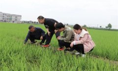 水稻生產(chǎn)針對(duì)倒春寒有哪些預(yù)防和補(bǔ)救措施？