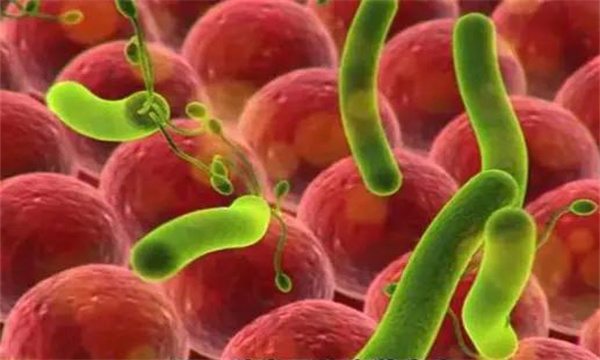 脫氧雪腐鐮刀菌烯酮，即嘔吐毒素