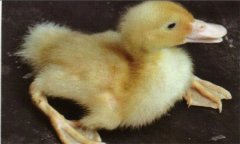 鴨佝僂病的臨床癥狀和預(yù)防、防治措施