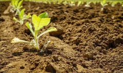 調(diào)節(jié)土壤溫度的方法有哪些？