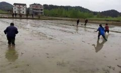 優(yōu)質(zhì)水稻直播對(duì)整地的要求有哪些？