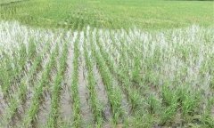 優(yōu)質(zhì)水稻直播方法有哪些？