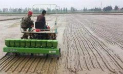 怎樣確定優(yōu)質(zhì)水稻直播的播種期和播種量？