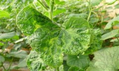 如何防控黃瓜病毒病，它是什么原因引起的？