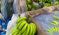 泡藥水的香蕉有毒嗎？泡香蕉的是什么藥水？