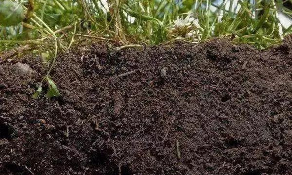 土壤通氣性對(duì)作物生長發(fā)育的影響