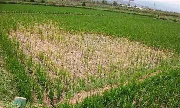 農(nóng)作物連作的危害及原因有哪些