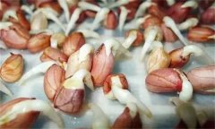 花生發(fā)芽不能吃嗎？吃花生芽有什么好處？