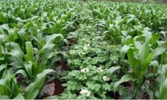 什么是間混套作？間混套作增產(chǎn)的原因是什么？