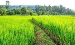 什么是復(fù)種，什么是復(fù)種指數(shù)？