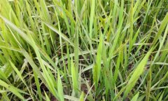 什么是水稻的看苗診斷，有哪些方法和手段？