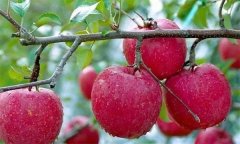 蘋果有何營養(yǎng)價值？