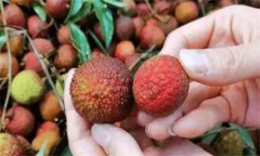 荔枝如何挑選、如何保鮮？荔枝有何營養(yǎng)價值？