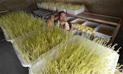 如何生產(chǎn)芽菜？種植的芽菜如何才能沒(méi)有苦味？