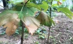 銀杏葉斑病的發(fā)病癥狀、發(fā)病規(guī)律與防治方法