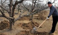 梨樹如何科學(xué)施肥、使用肥料？