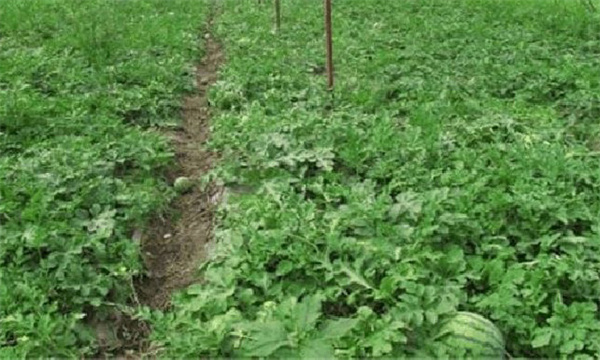 西瓜節(jié)間很長(zhǎng)能否噴矮壯素