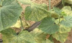 黃瓜斑點病有哪些癥狀表現(xiàn)，如何防控？