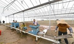 水稻如何進行流水線播種 播種后如何調控溫度？