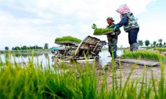 機插秧起秧、運秧、添秧的要求 怎樣防止漂秧？