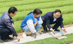 如何處理擱田與治蟲的關系，怎樣保護稻田蜘蛛