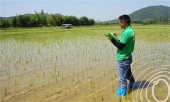 水稻出苗后怎樣管水 如何使用壯秧劑、多效唑等