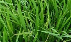 什么是水稻早穗、水稻翹頭穗和水稻穗上芽？