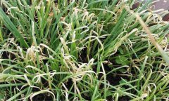 如何防治韭菜葉枯病，有哪些發(fā)病癥狀？