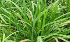 韭菜常見病有哪些，如何防治？
