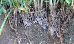 怎樣防治韭菜白絹病？