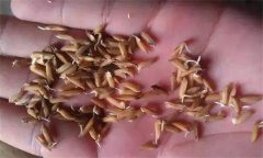 為什么會(huì)出現(xiàn)水稻爛種、爛芽、爛秧和死苗現(xiàn)象