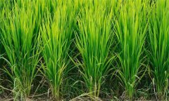 如何進行水稻化控防倒？