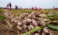 蒜頭收獲時間如何確定 蒜頭收獲后如何處理？