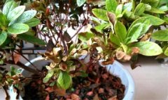 杜鵑花常見病害有哪些？如何防治？