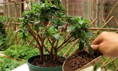 如何養(yǎng)護(hù)杜鵑花 盆栽杜鵑放室內(nèi)還是室外栽培？