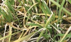 韭菜疫病的癥狀表現和防治方法 用什么藥防治？