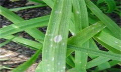 韭菜灰霉病的表現癥狀、發(fā)病規(guī)律與防治方法