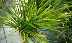 韭菜黃葉和干尖的原因是什么，如何預防？