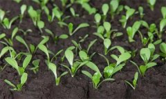 芥菜芽苗菜生產(chǎn)技術(shù)要點(diǎn)有哪些？