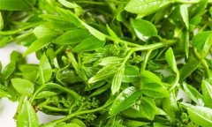 花椒芽苗菜假植生產技術要點有哪些？