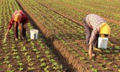 春播大白菜的定植時間、方法與定植密度要求